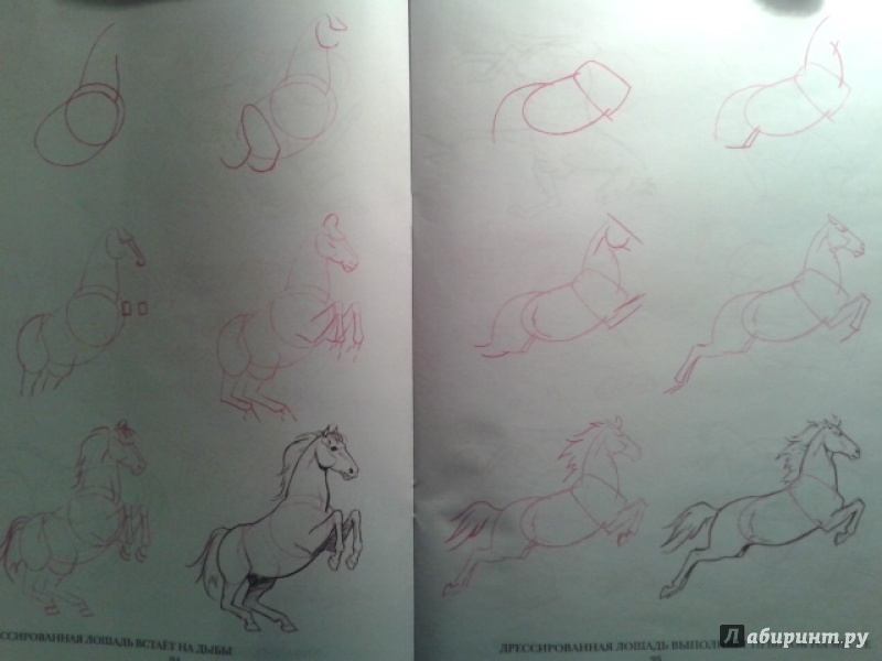 Иллюстрация 7 из 33 для Рисуем 50 лошадей - Ли Эймис | Лабиринт - книги. Источник: Ксения