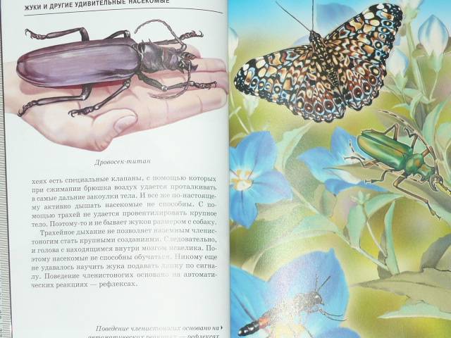Иллюстрация 3 из 40 для Жуки и другие удивительные насекомые - Сергей Афонькин | Лабиринт - книги. Источник: Ромашка:-)