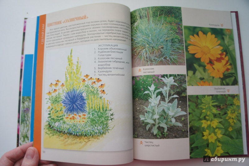 Иллюстрация 5 из 9 для Сад одного цвета | Лабиринт - книги. Источник: Ковалёва  Татьяна Сергеевна