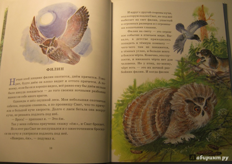 Иллюстрация 63 из 78 для Охота за бабочкой - Михаил Пришвин | Лабиринт - книги. Источник: leontyua