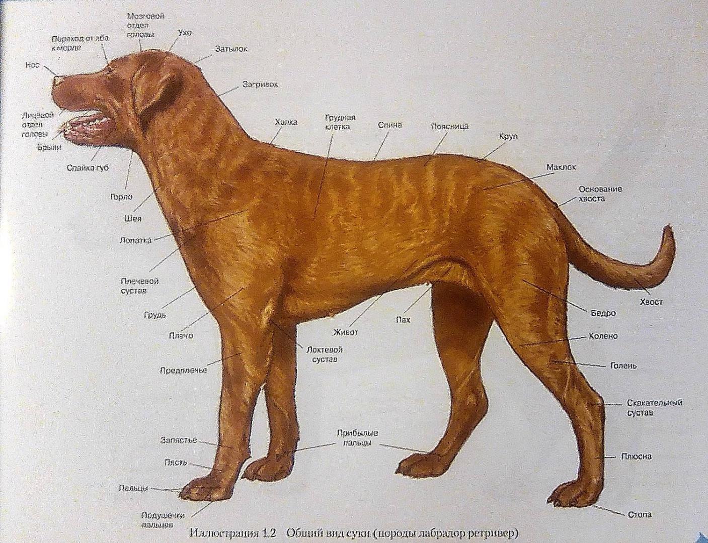 Иллюстрация 12 из 15 для Атлас анатомии мелких домашних животных - Маккракен, Кайнер | Лабиринт - книги. Источник: Irina