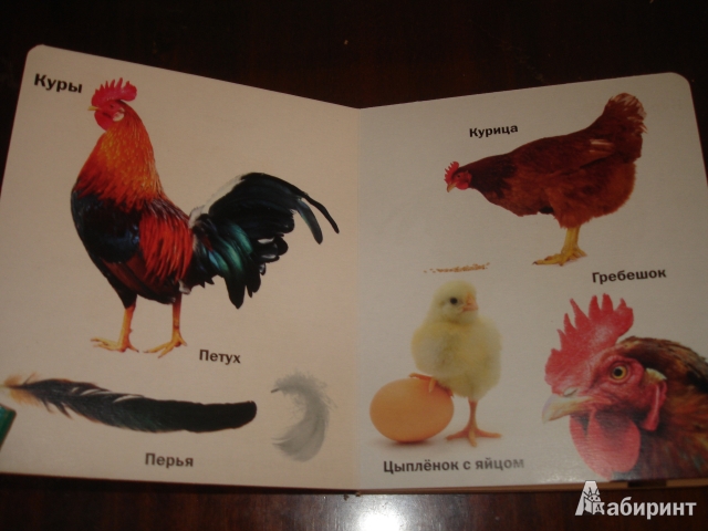 Иллюстрация 5 из 8 для Такие разные птицы | Лабиринт - книги. Источник: Simonova