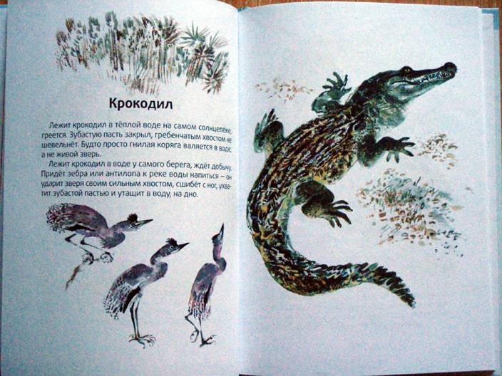 Иллюстрация 10 из 10 для Моя первая зоология - Евгений Чарушин | Лабиринт - книги. Источник: beet