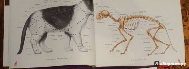 Иллюстрация 6 из 15 для Атлас анатомии мелких домашних животных - Маккракен, Кайнер | Лабиринт - книги. Источник: Космос