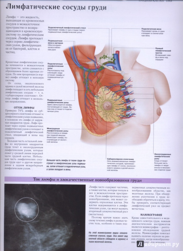 Иллюстрация 15 из 27 для Самый полный атлас по анатомии и физиологии | Лабиринт - книги. Источник: lidiya15