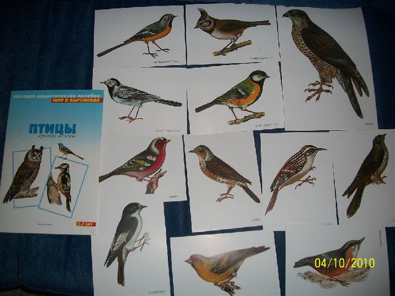Иллюстрация 18 из 19 для Расскажите детям о птицах | Лабиринт - книги. Источник: Nastiona