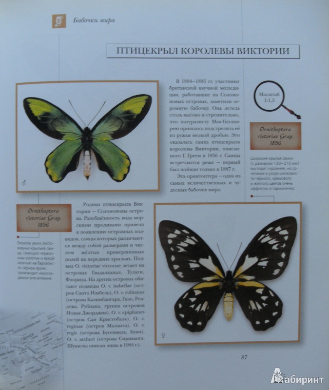 Иллюстрация 19 из 34 для Бабочки мира | Лабиринт - книги. Источник: Комаров Владимир