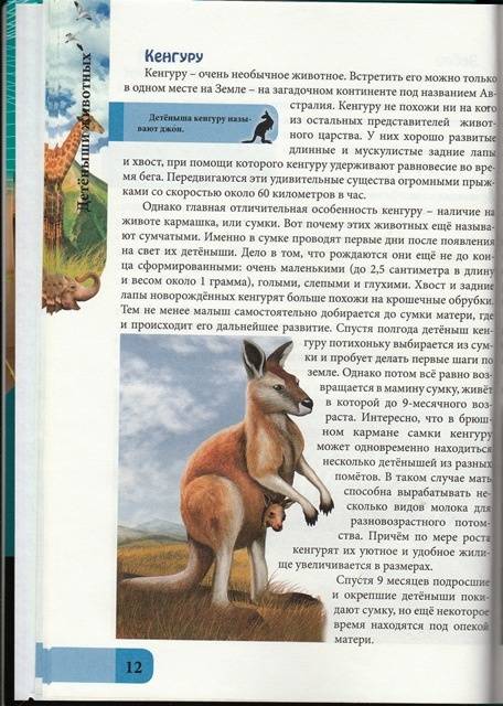 Иллюстрация 14 из 14 для Детеныши животных - Людмила Соколова | Лабиринт - книги. Источник: Лабиринт