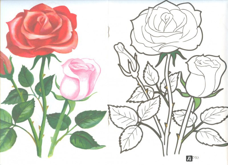 Иллюстрация 5 из 16 для Цветы садовые | Лабиринт - книги. Источник: Яровая Ирина