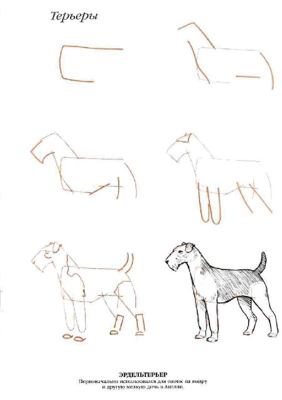 Иллюстрация 14 из 20 для Рисуем 50 собак - Ли Эймис | Лабиринт - книги. Источник: Юта