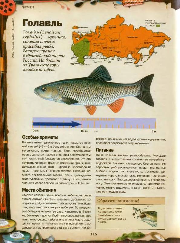 Иллюстрация 30 из 55 для Энциклопедия рыбалки | Лабиринт - книги. Источник: Юта
