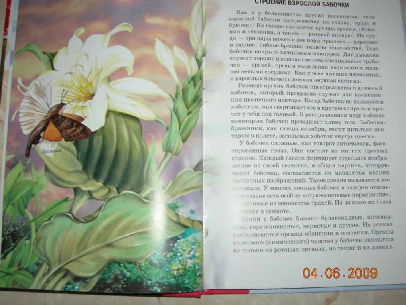 Иллюстрация 14 из 29 для Бабочки - Юлия Дунаева | Лабиринт - книги. Источник: Соловей