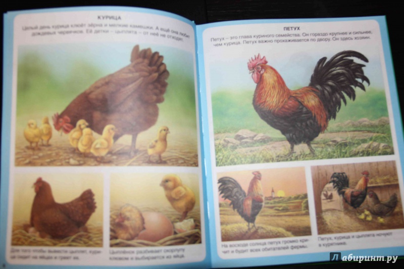 Иллюстрация 11 из 59 для Животные - Эмили Бомон | Лабиринт - книги. Источник: Vilvarin  Laurea