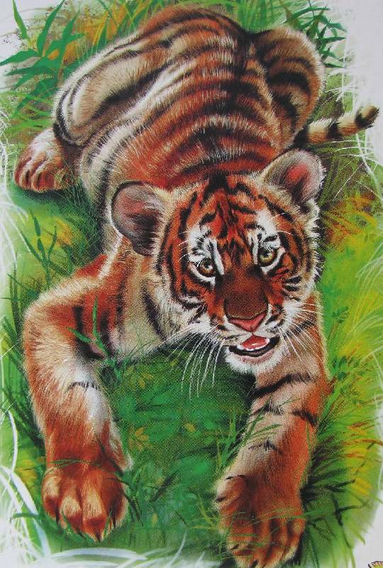 Иллюстрация 6 из 17 для В лесу, в джунглях - Олеся Квитка | Лабиринт - книги. Источник: Caaat