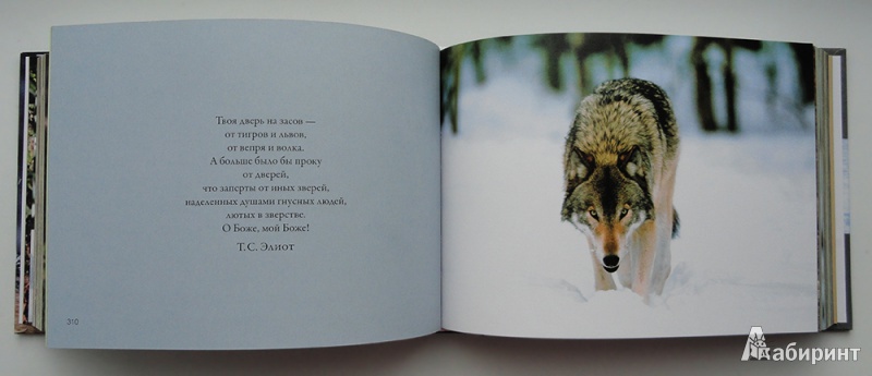 Иллюстрация 8 из 12 для Волки. Хищные и свободные - Rose Amber | Лабиринт - книги. Источник: Vestenra