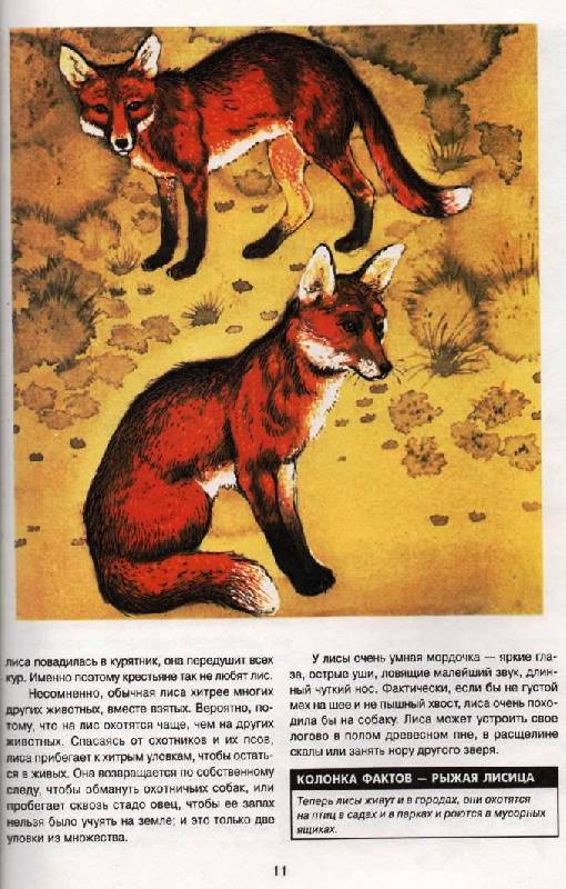 Иллюстрация 6 из 37 для Энциклопедия животных | Лабиринт - книги. Источник: Zhanna