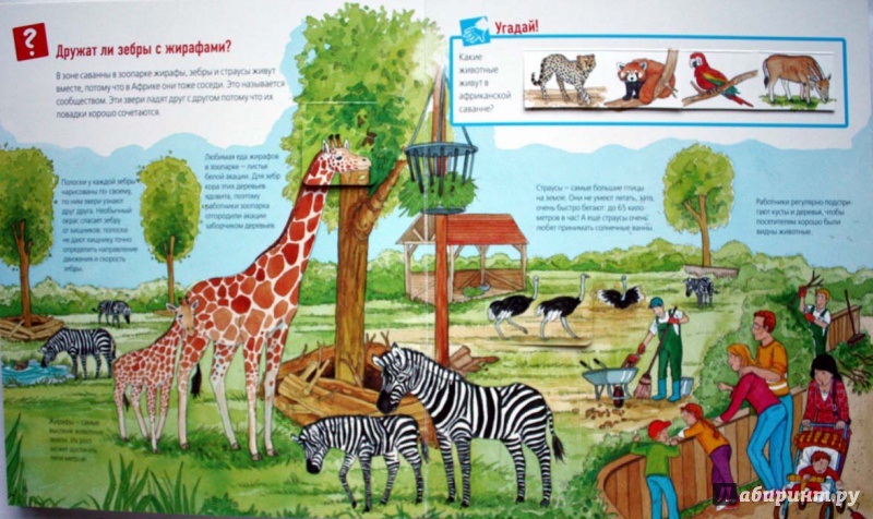 Иллюстрация 20 из 40 для Животные в зоопарке - Забине Шук | Лабиринт - книги. Источник: Сидоренко  Сергей