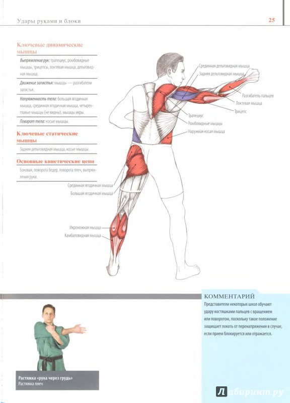 Иллюстрация 8 из 8 для Анатомия боевых искусств - Чоу, Линк | Лабиринт - книги. Источник: Мошков Евгений Васильевич