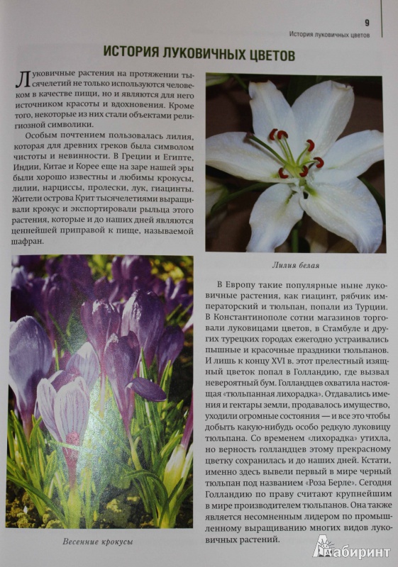 Иллюстрация 3 из 4 для Луковичные цветы: выбираем, выращиваем, наслаждаемся - Лариса Петровская | Лабиринт - книги. Источник: Easy