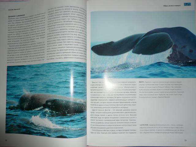 Иллюстрация 7 из 31 для Киты и дельфины. Величественные обитатели морей и океанов | Лабиринт - книги. Источник: Nadezhda_S