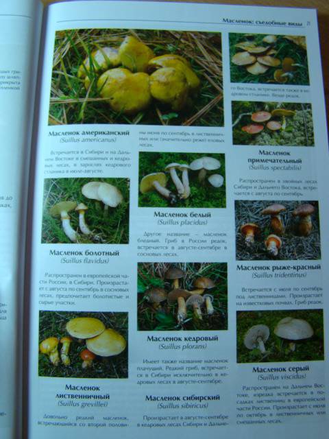 Иллюстрация 18 из 27 для Все о съедобных грибах | Лабиринт - книги. Источник: D.OLGA