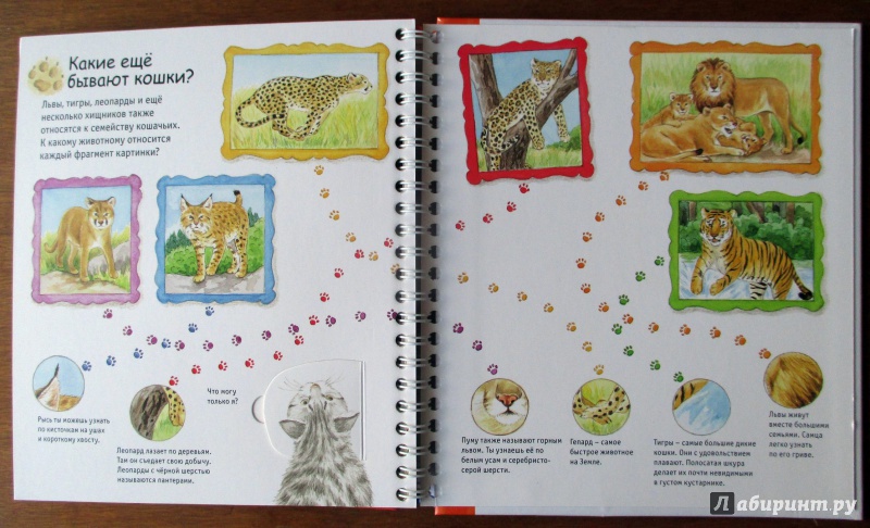 Иллюстрация 14 из 32 для Кошки - Патрисия Меннен | Лабиринт - книги. Источник: Etaine