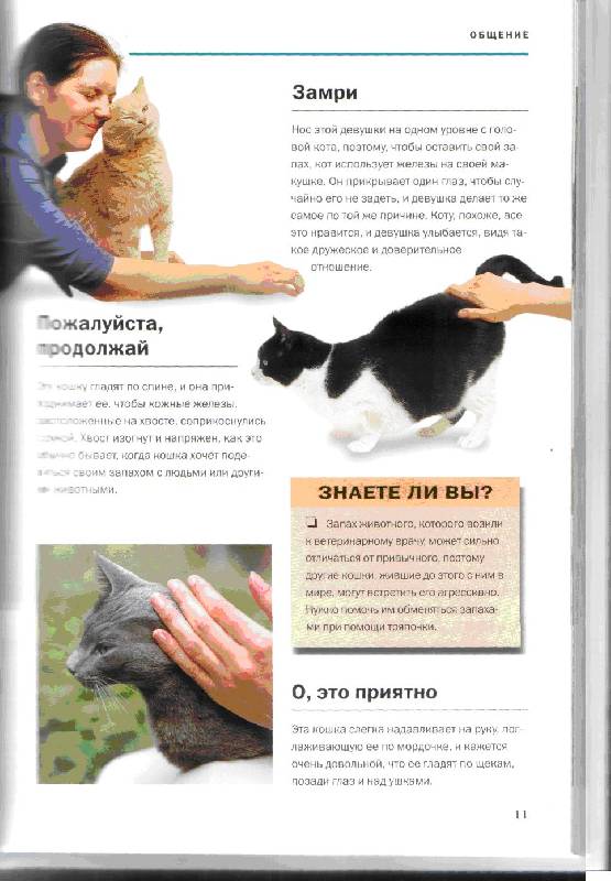 Иллюстрация 2 из 16 для О чем думает ваша кошка - Гвен Бэйли | Лабиринт - книги. Источник: kitusha