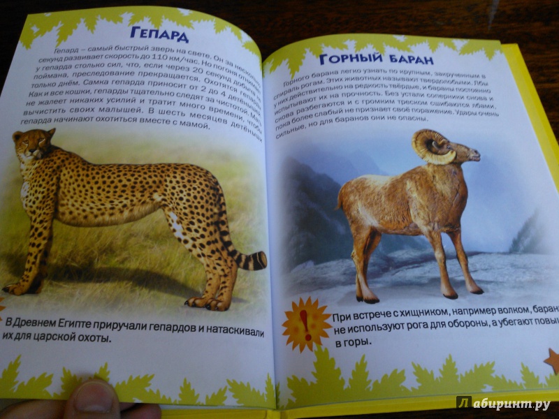 Иллюстрация 9 из 51 для Атлас животных для малышей - Татьяна Комзалова | Лабиринт - книги. Источник: Вероника Руднева