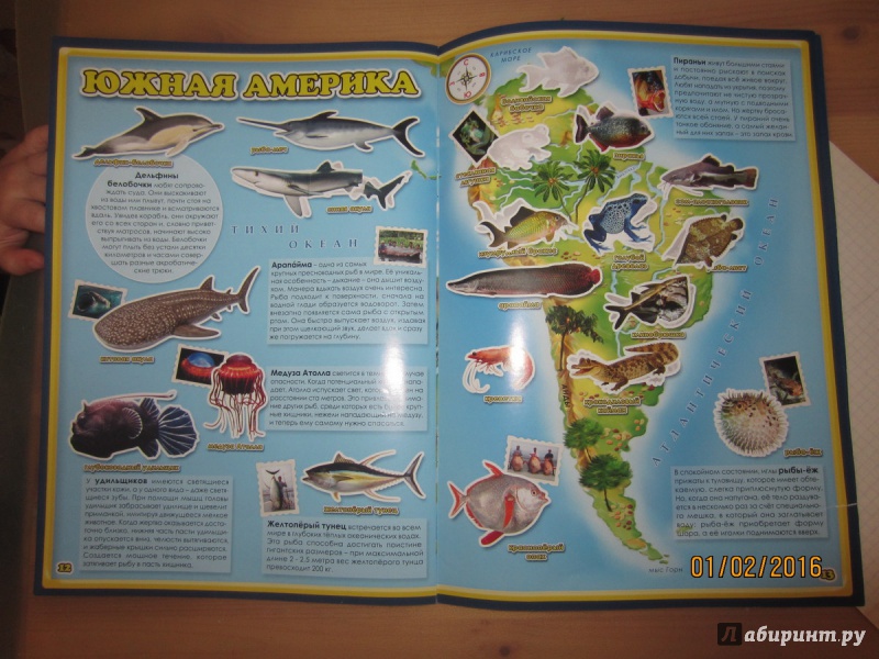 Иллюстрация 15 из 22 для Обитатели рек, морей и океанов. Атлас мира с наклейками | Лабиринт - книги. Источник: Venefica