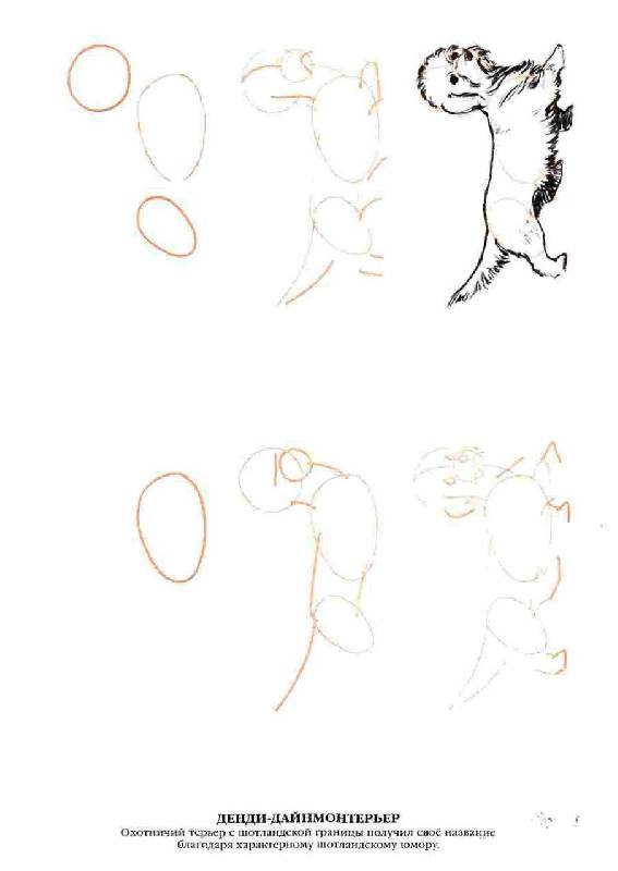 Иллюстрация 17 из 20 для Рисуем 50 собак - Ли Эймис | Лабиринт - книги. Источник: Юта