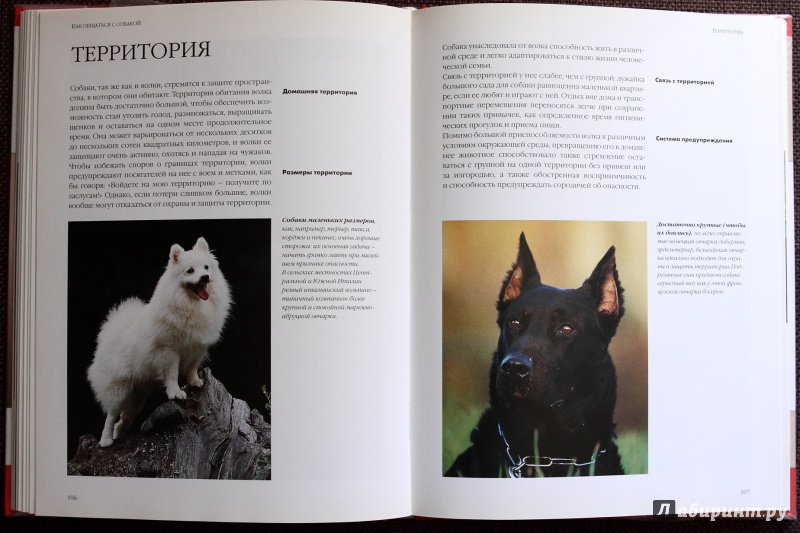 Иллюстрация 7 из 19 для Как общаться с собакой. Практическое руководство - Капра, Роботти | Лабиринт - книги. Источник: saadet63