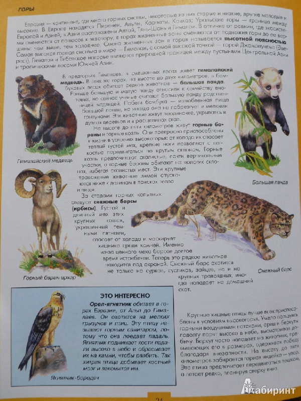 Иллюстрация 22 из 31 для Атлас животных | Лабиринт - книги. Источник: дева