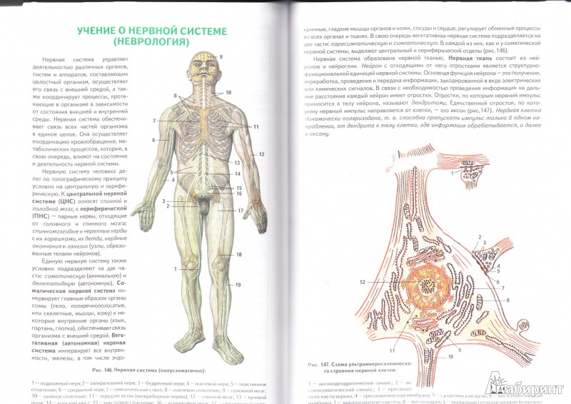 Иллюстрация 7 из 16 для Анатомия человека - Билич, Крыжановский | Лабиринт - книги. Источник: Терлецкая  Таисия Александровна