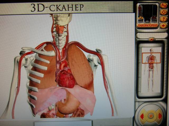 Иллюстрация 2 из 9 для Анатомия человека (CDpc) | Лабиринт - . Источник: Лимпи