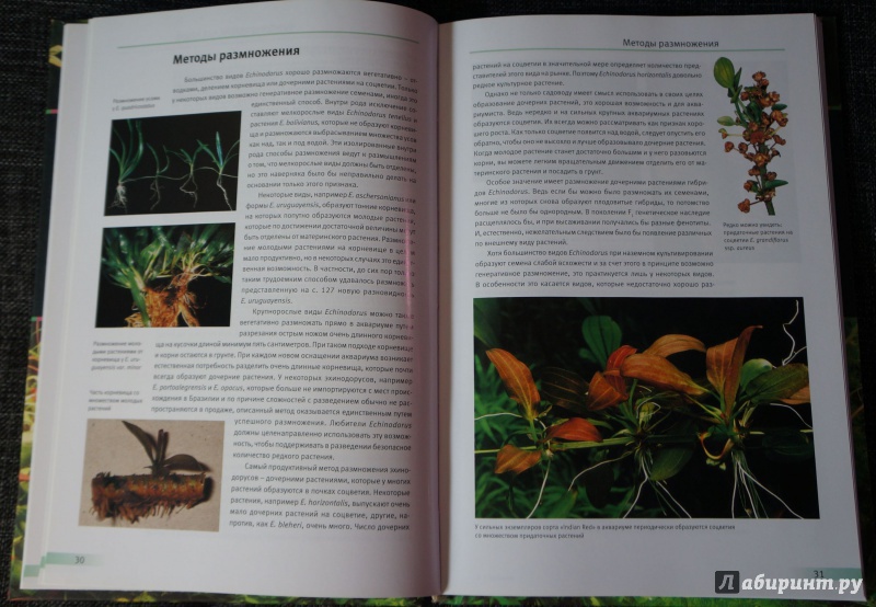 Иллюстрация 4 из 6 для Эхинодорус. Самое популярное аквариумное растение - Кристель Кассельман | Лабиринт - книги. Источник: Ива Монтекки