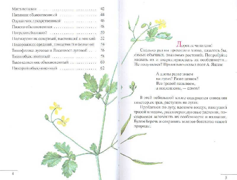 Иллюстрация 4 из 5 для Атлас: Растения луга (665) - Козлова, Сивоглазов | Лабиринт - книги. Источник: мамаОля
