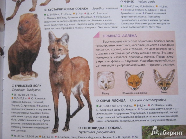 Иллюстрация 5 из 16 для Животные всего мира. От больших до маленьких | Лабиринт - книги. Источник: Евгения39