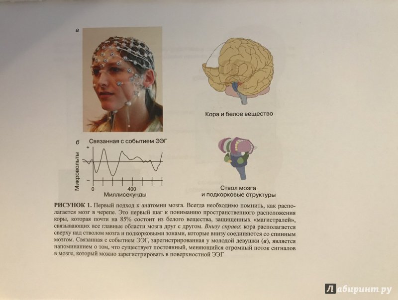 Иллюстрация 31 из 57 для Мозг, познание, разум. Введение в когнитивные нейронауки. В 2-х томах - Баарс, Гейдж | Лабиринт - книги. Источник: Ромыдтчъ