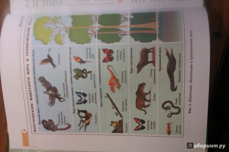 Иллюстрация 4 из 20 для Биология. Живые организмы. Животные. 7 класс. Учебник - Суматохин, Трайтак | Лабиринт - книги. Источник: Vic454