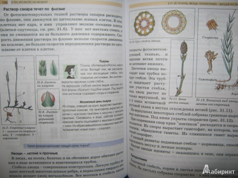 Иллюстрация 10 из 13 для Биология. 6 класс. О тех, кто растет, но не бегает. Учебник для общеобразовательной школы - Ловягин, Вахрушев, Раутиан | Лабиринт - книги. Источник: Евгения39