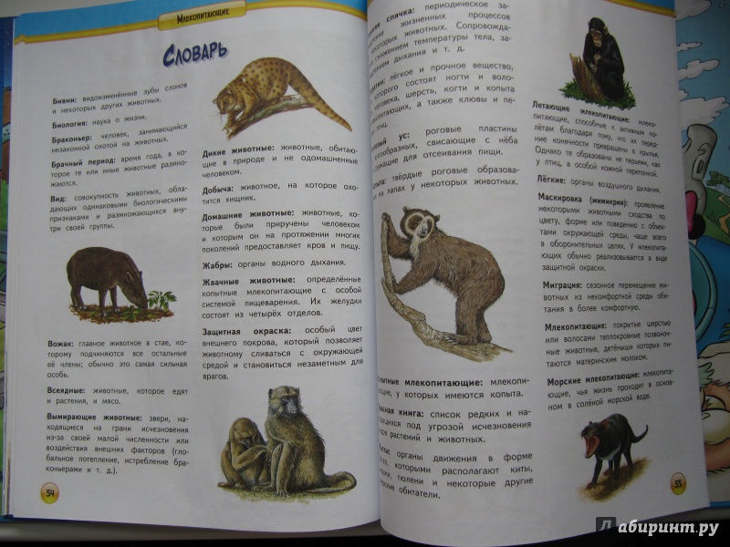 Иллюстрация 13 из 25 для Млекопитающие | Лабиринт - книги. Источник: Чернова  Анастасия Юрьевна