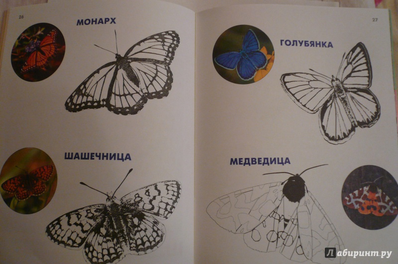 Иллюстрация 14 из 28 для Бабочки - Петр Волцит | Лабиринт - книги. Источник: Климкова  Светлана