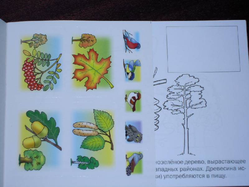 Иллюстрация 8 из 12 для Мои первые уроки. Деревья и листья | Лабиринт - книги. Источник: Iwolga