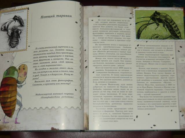 Иллюстрация 73 из 103 для Письма насекомых - Ольга Кувыкина | Лабиринт - книги. Источник: Ромашка:-)