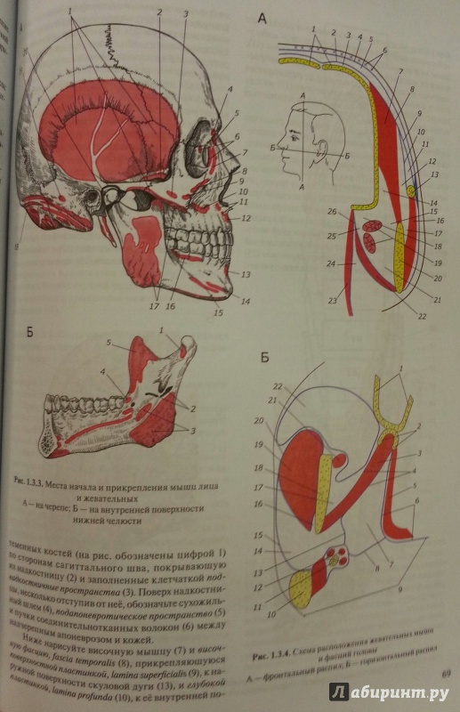 Иллюстрация 5 из 6 для Практикум по анатомии человека. В 4-х частях. Часть 1. Опорно-двигательная система - Цыбулькин, Горская, Колесников | Лабиринт - книги. Источник: Den