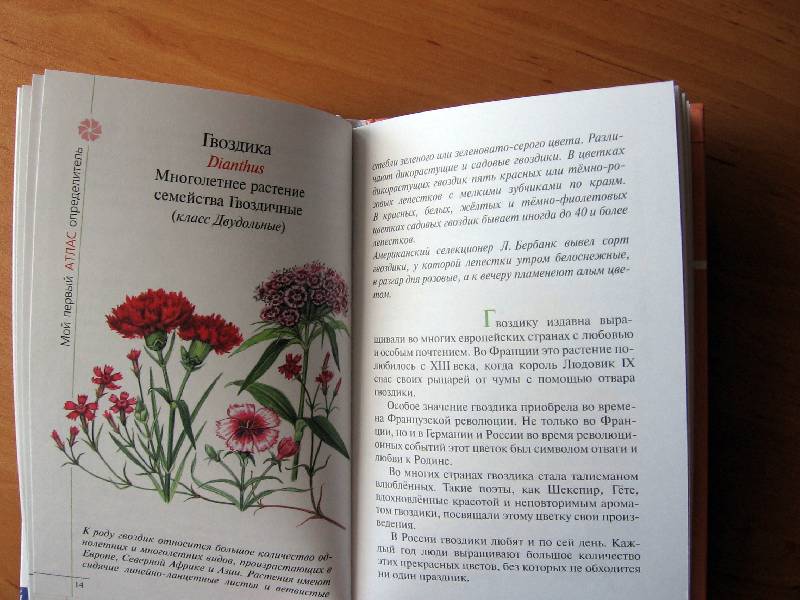 Иллюстрация 15 из 31 для Атлас: Цветы садов и парков (70) - Козлова, Сивоглазов | Лабиринт - книги. Источник: Red cat ;)