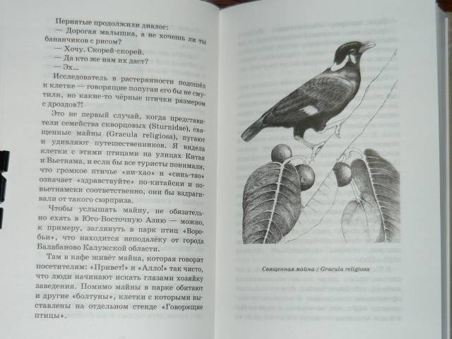 Иллюстрация 14 из 39 для О людях и птицах - Ольга Кувыкина | Лабиринт - книги. Источник: Ромашка:-)