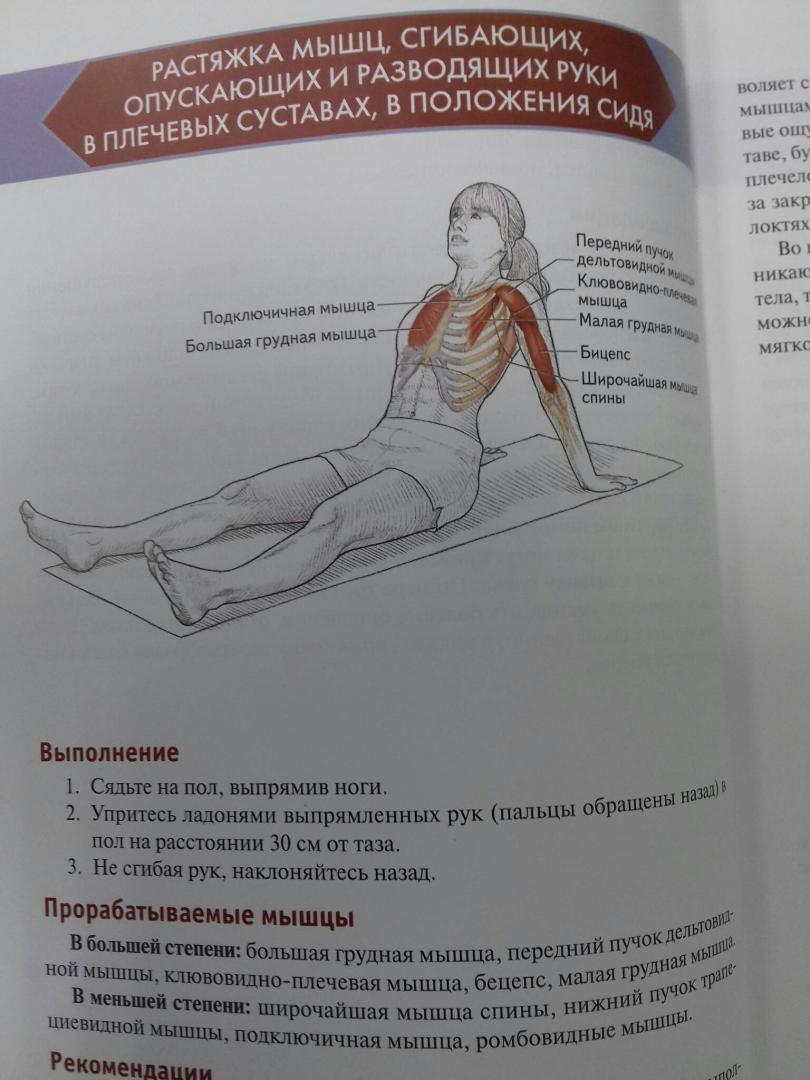 Иллюстрация 64 из 73 для Анатомия упражнений на растяжку - Нельсон, Кокконен | Лабиринт - книги. Источник: Степанов  Борис