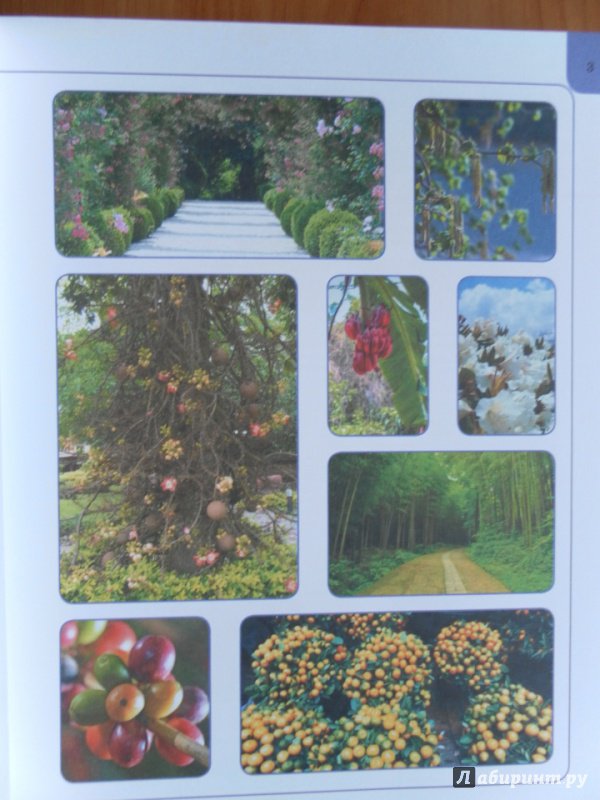 Иллюстрация 22 из 31 для Растения - Анна Спектор | Лабиринт - книги. Источник: Катрин7