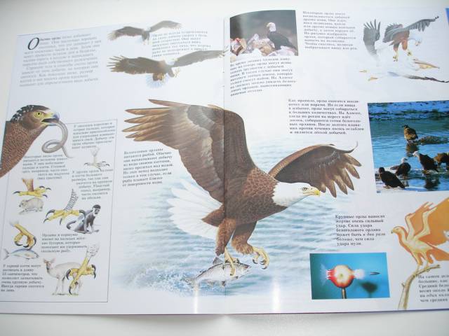 Иллюстрация 71 из 96 для Мир животных (17 книг в боксе) | Лабиринт - книги. Источник: Осьминожка